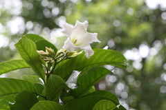 Beaumontia grandiflora